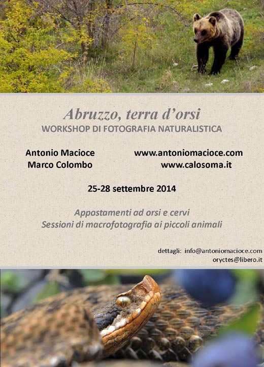 workshop di fotografia naturalistica in Abruzzo